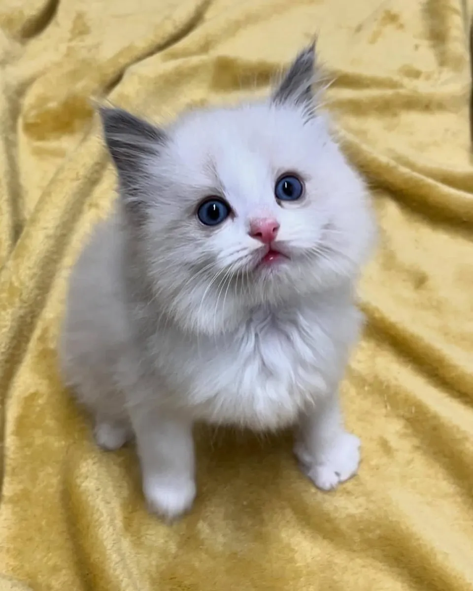 Cute Male and female Ragdoll kitten’s available