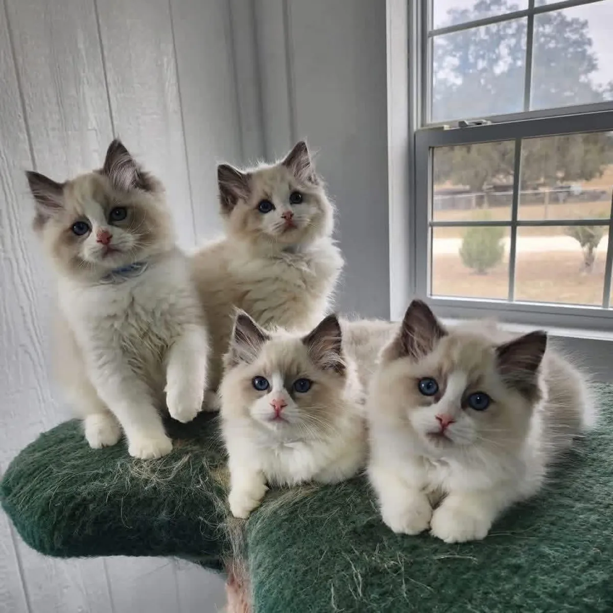 Милые котята породы рэгдолл (мальчики и девочки).