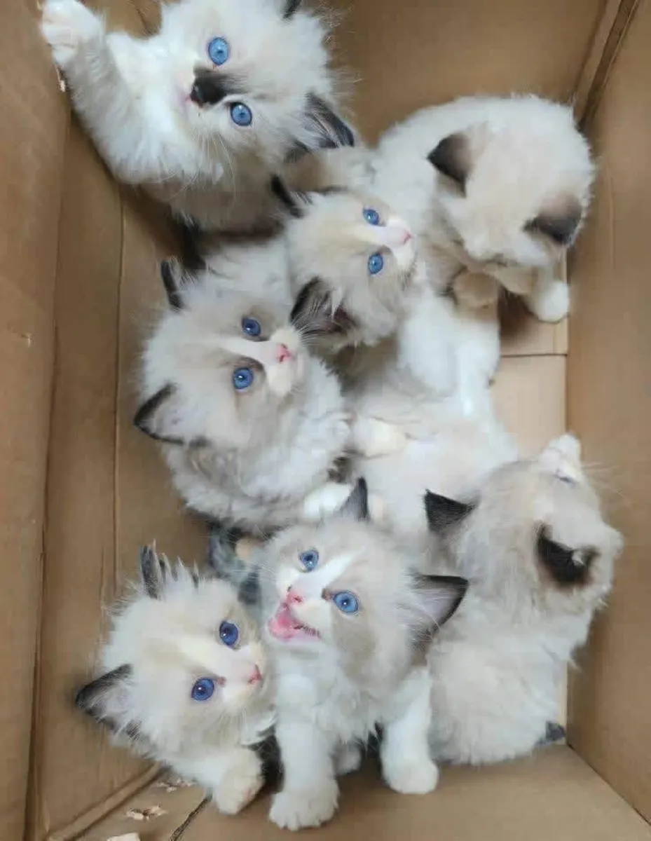 Милые котята породы рэгдолл (мальчики и девочки).