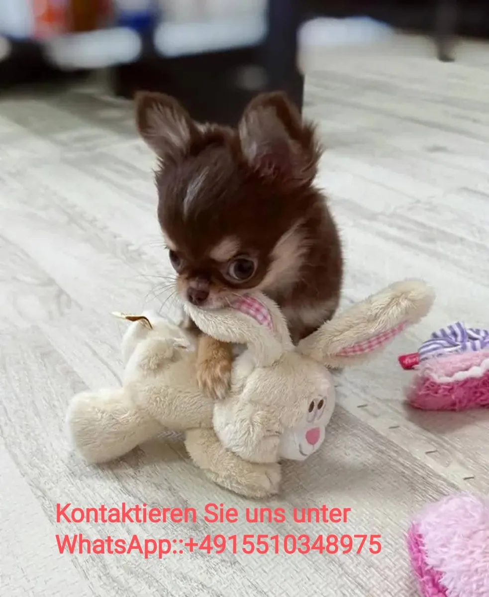 Очаровательные щенки чихуахуа