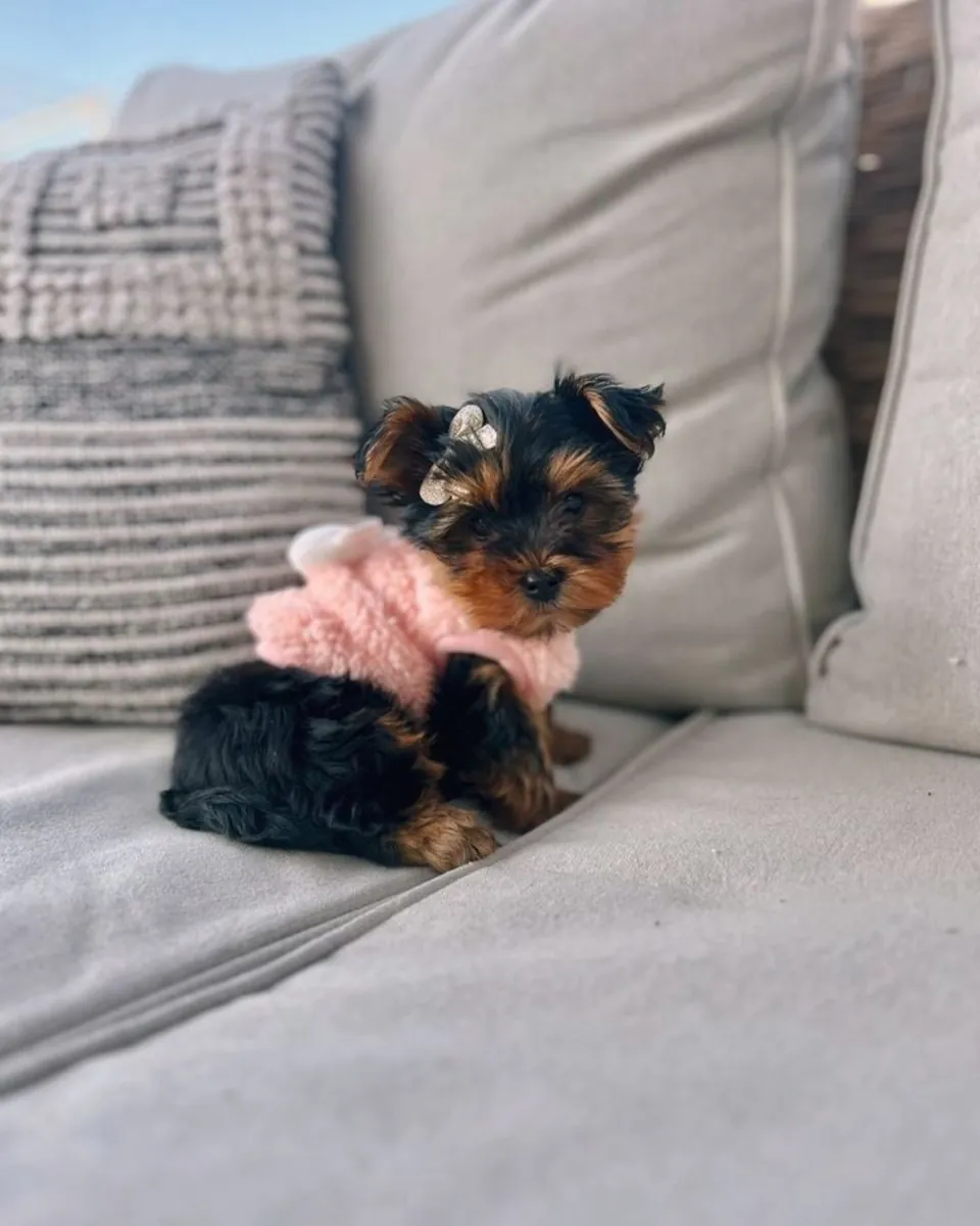 Regalo Yorkshire mini toy disponibles para adopción(+34631898680)