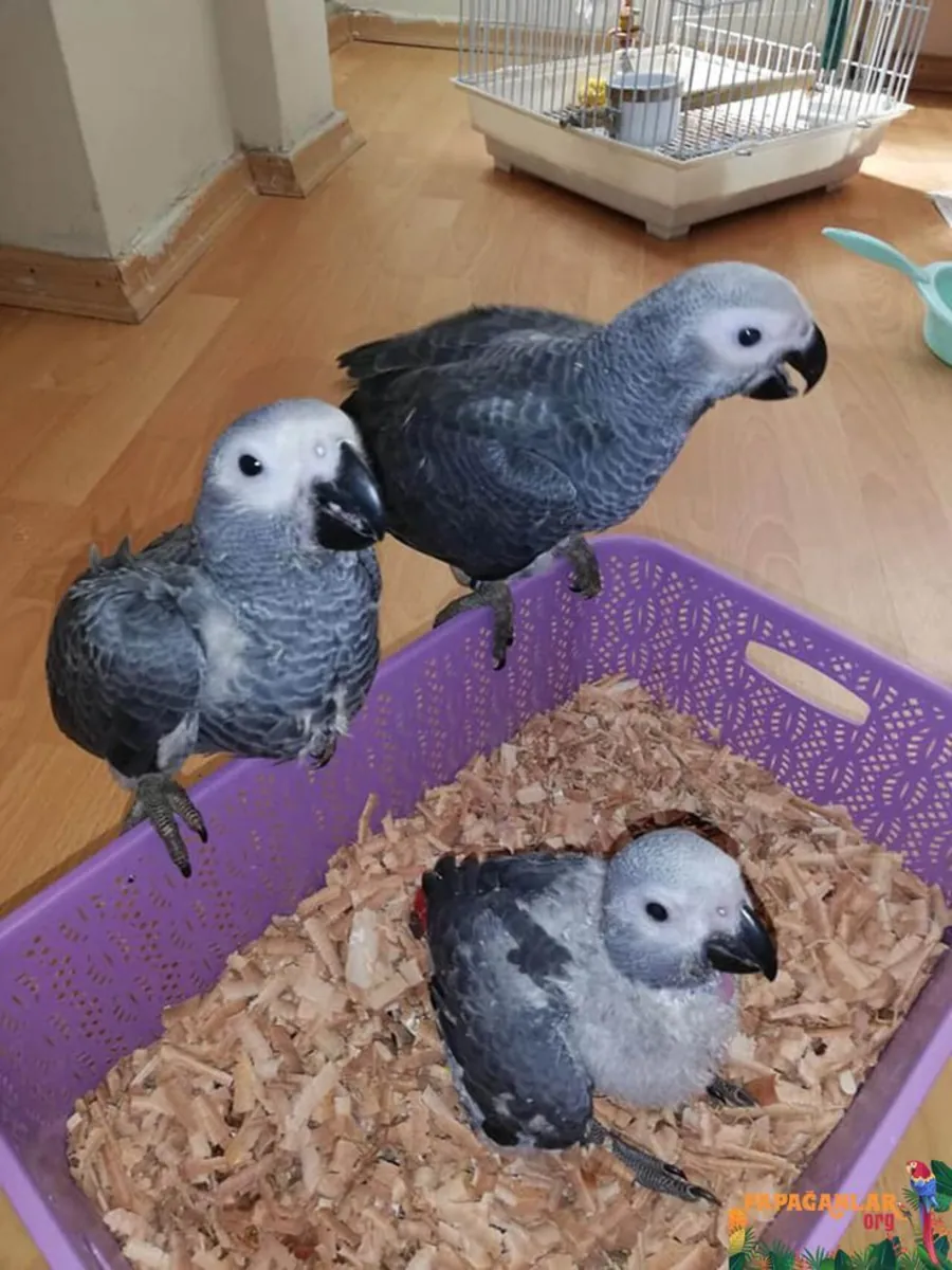 Regalo Loros yaco disponibles para adopción(+34631898680