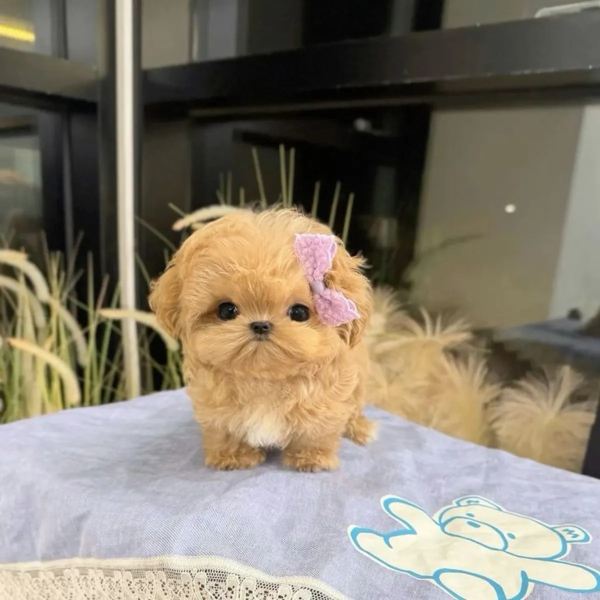 Caniche mini toy disponibles para adopción(+34631898680)