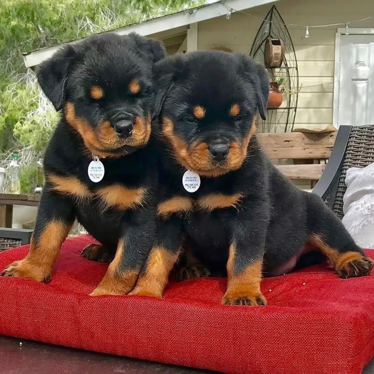 Regalo rottweiler macho y hembra disponibles para adopción(+34631898680)