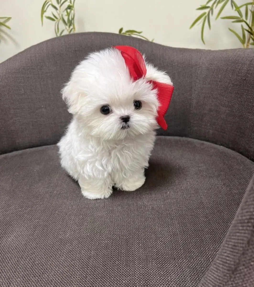 Regalo bichon maltes toy disponibles para adopción(+34631898680)