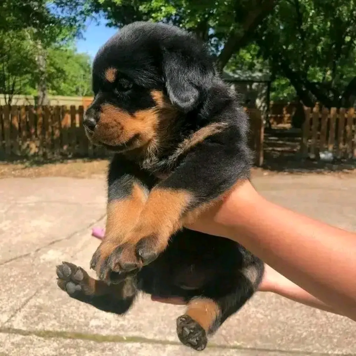 Cachorros Rottweiler lindos y adorables disponibles para adopción.