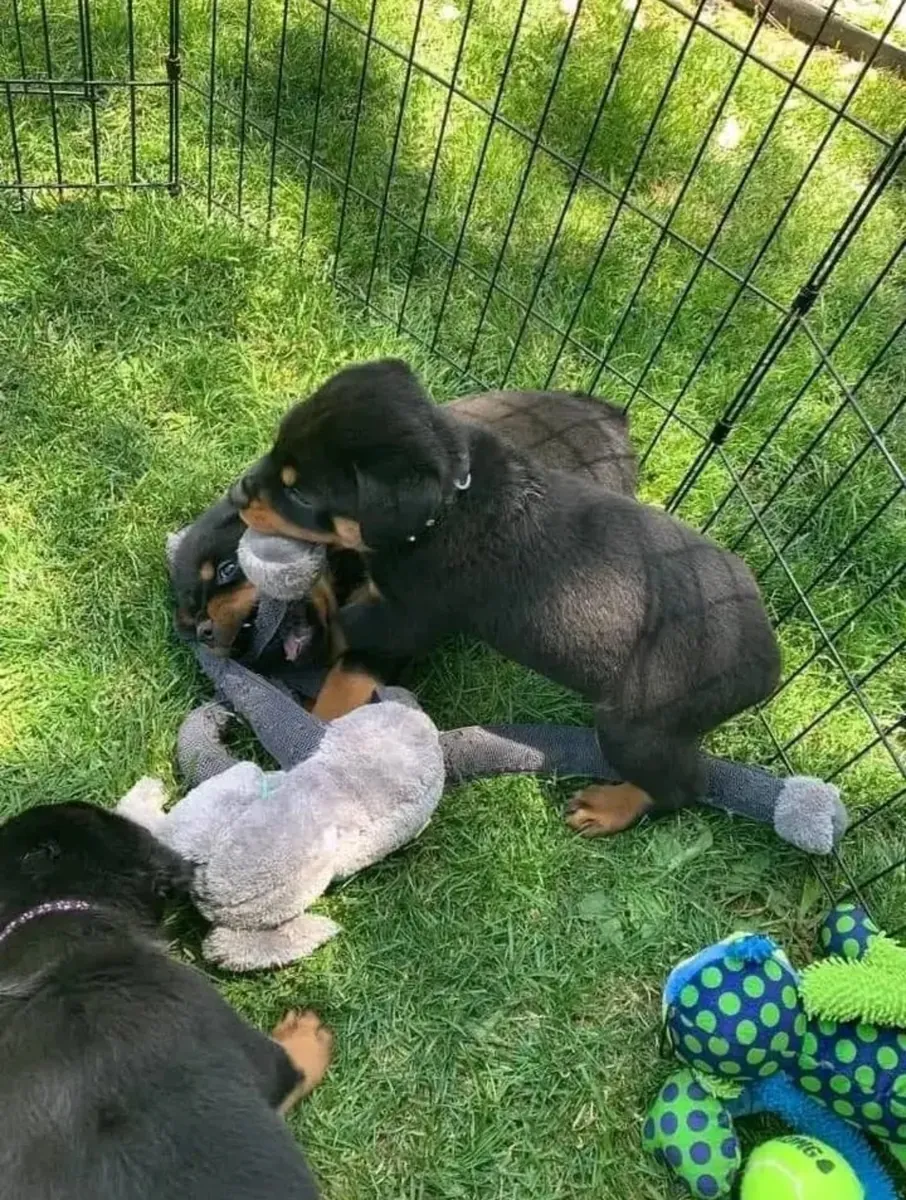 Cachorros Rottweiler lindos y adorables disponibles para adopción.