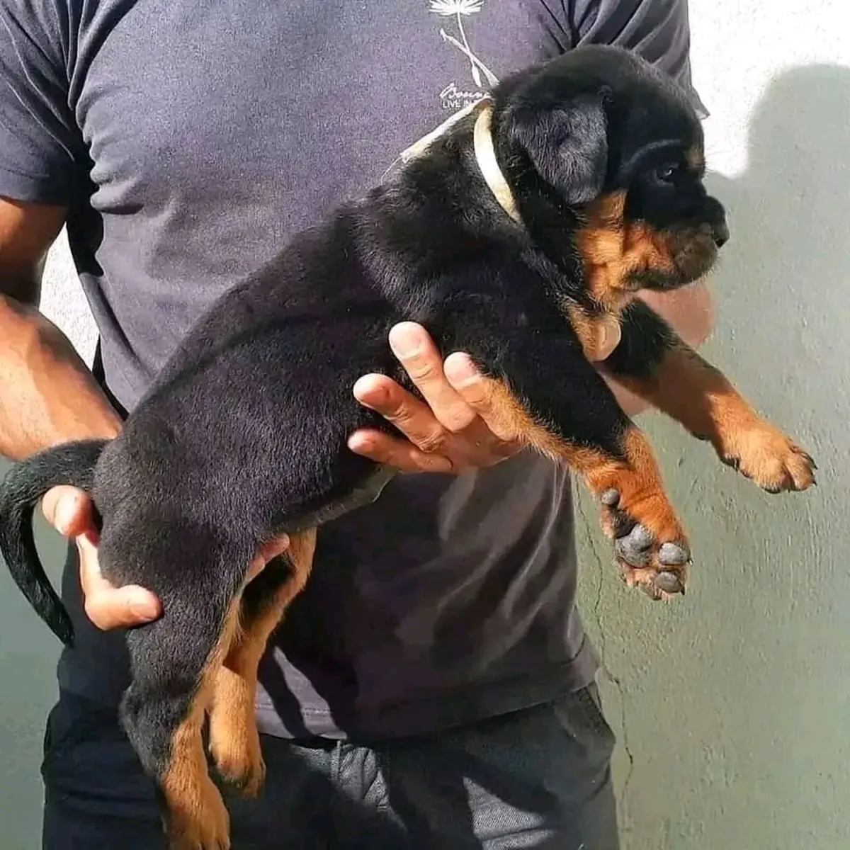 Cachorros Rottweiler lindos y adorables disponibles para adopción.
