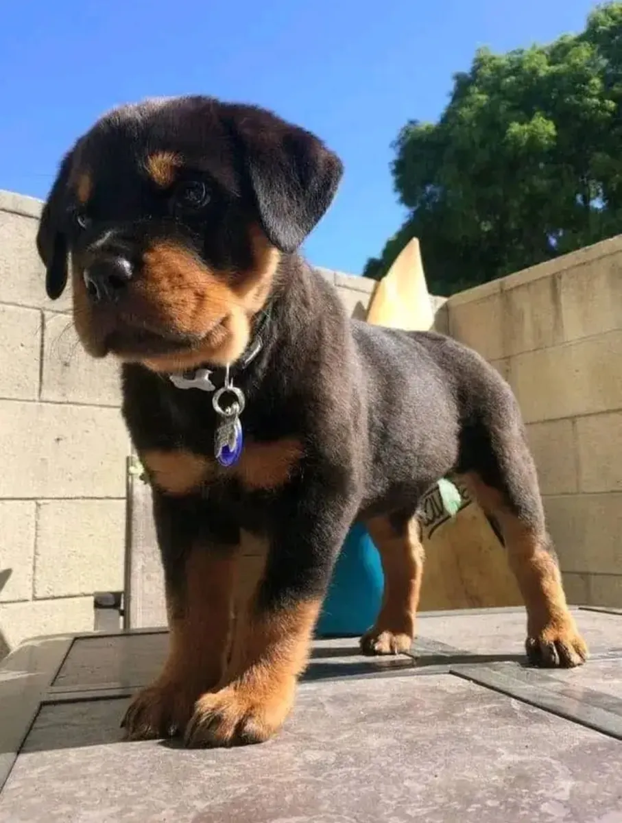 Cachorros Rottweiler lindos y adorables disponibles para adopción.