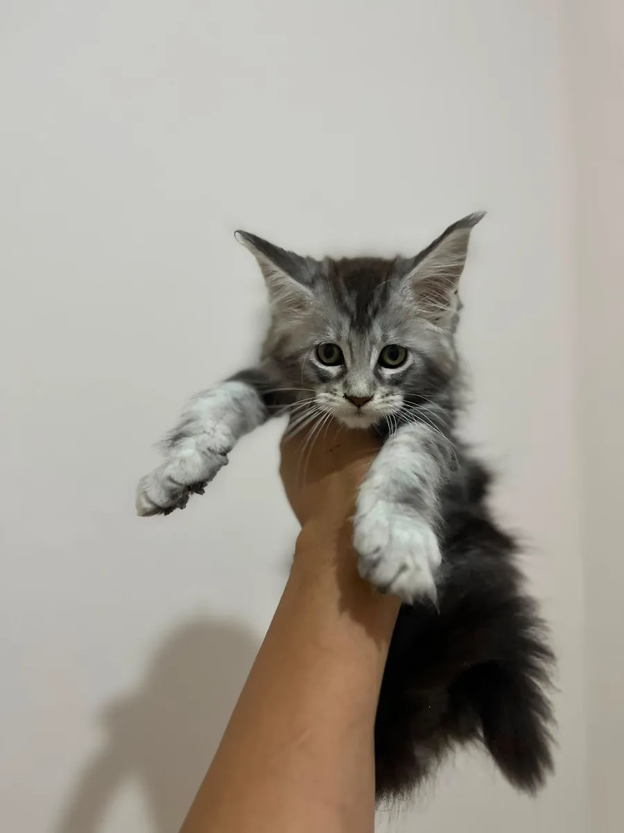 纯种缅因猫幼崽——父母均已在SCR注册