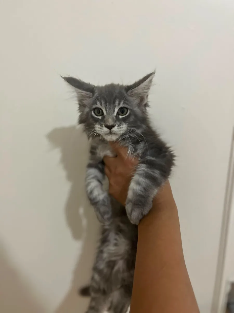 纯种缅因猫幼崽——父母均已在SCR注册