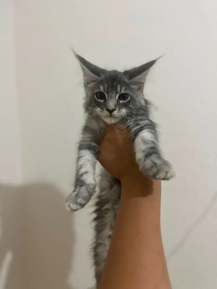 纯种缅因猫幼崽——父母均已在SCR注册