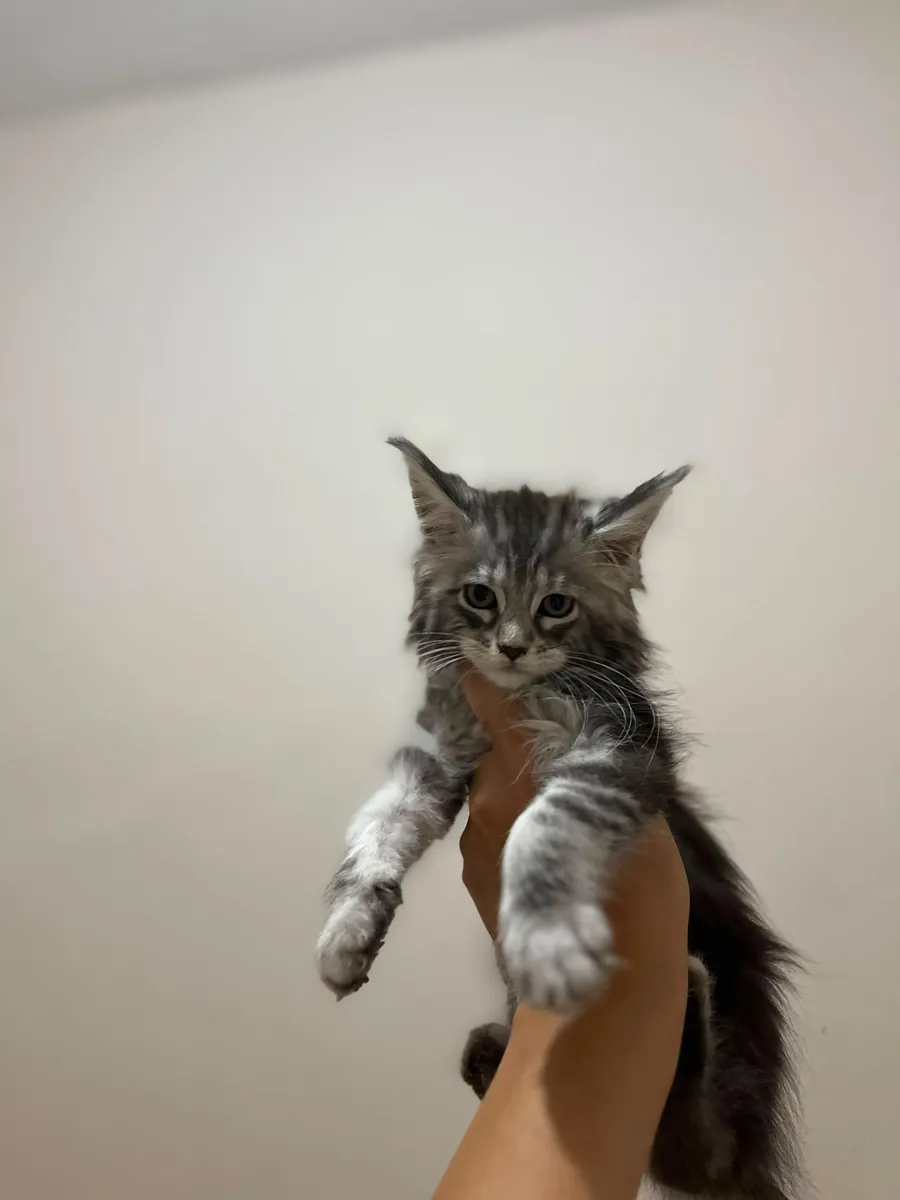 纯种缅因猫幼崽——父母均已在SCR注册