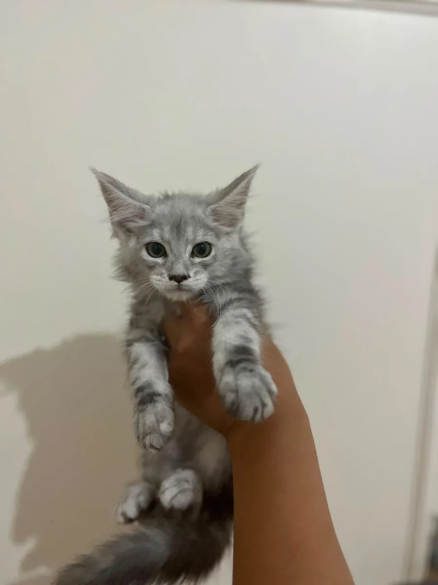 纯种缅因猫幼崽——父母均已在SCR注册