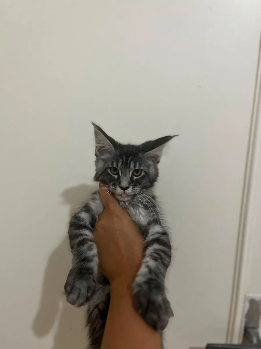纯种缅因猫幼崽——父母均已在SCR注册