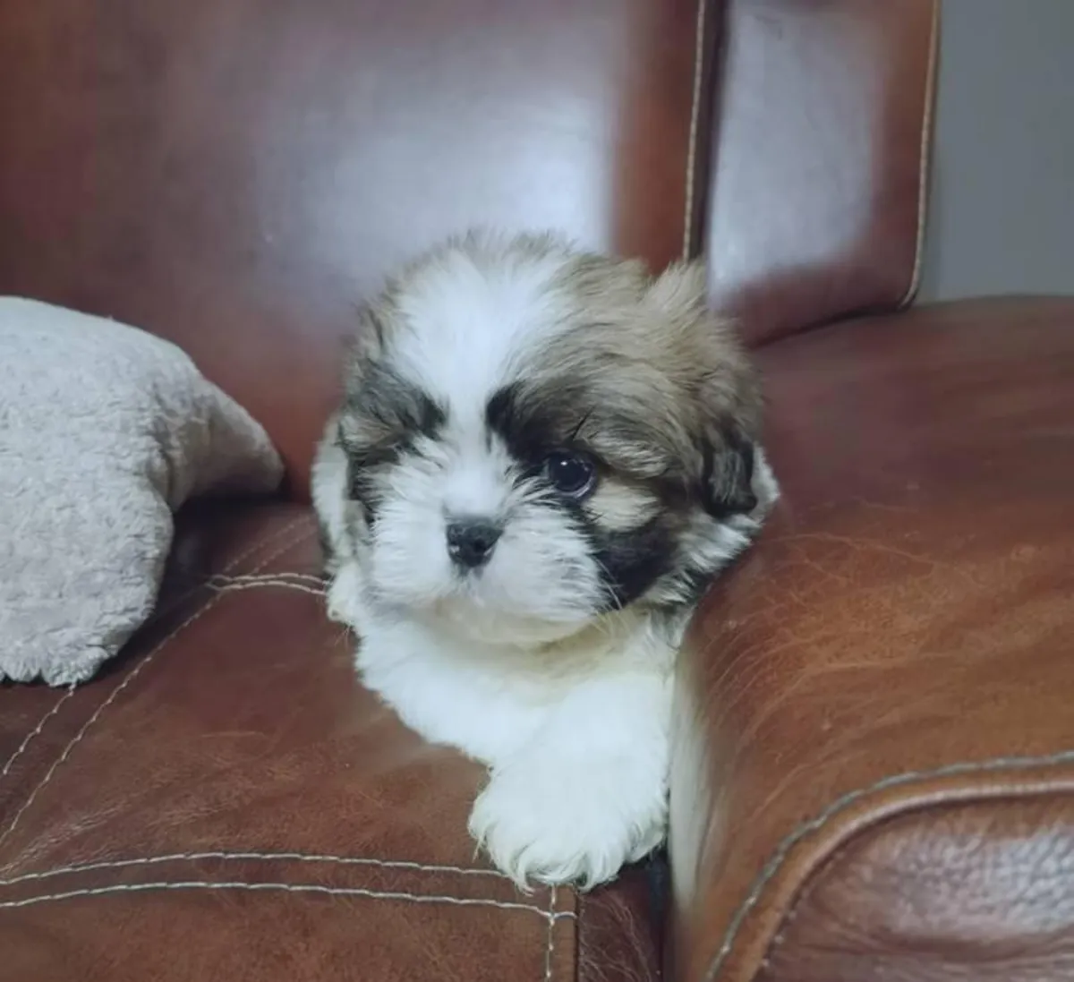 Cachorros Shih-Tzu machos y hembras disponibles.