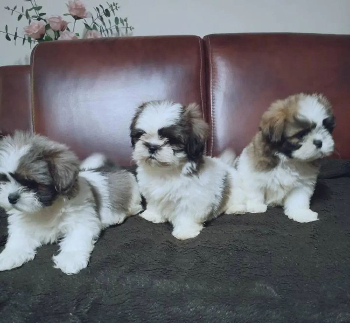 Cachorros Shih-Tzu machos y hembras disponibles.