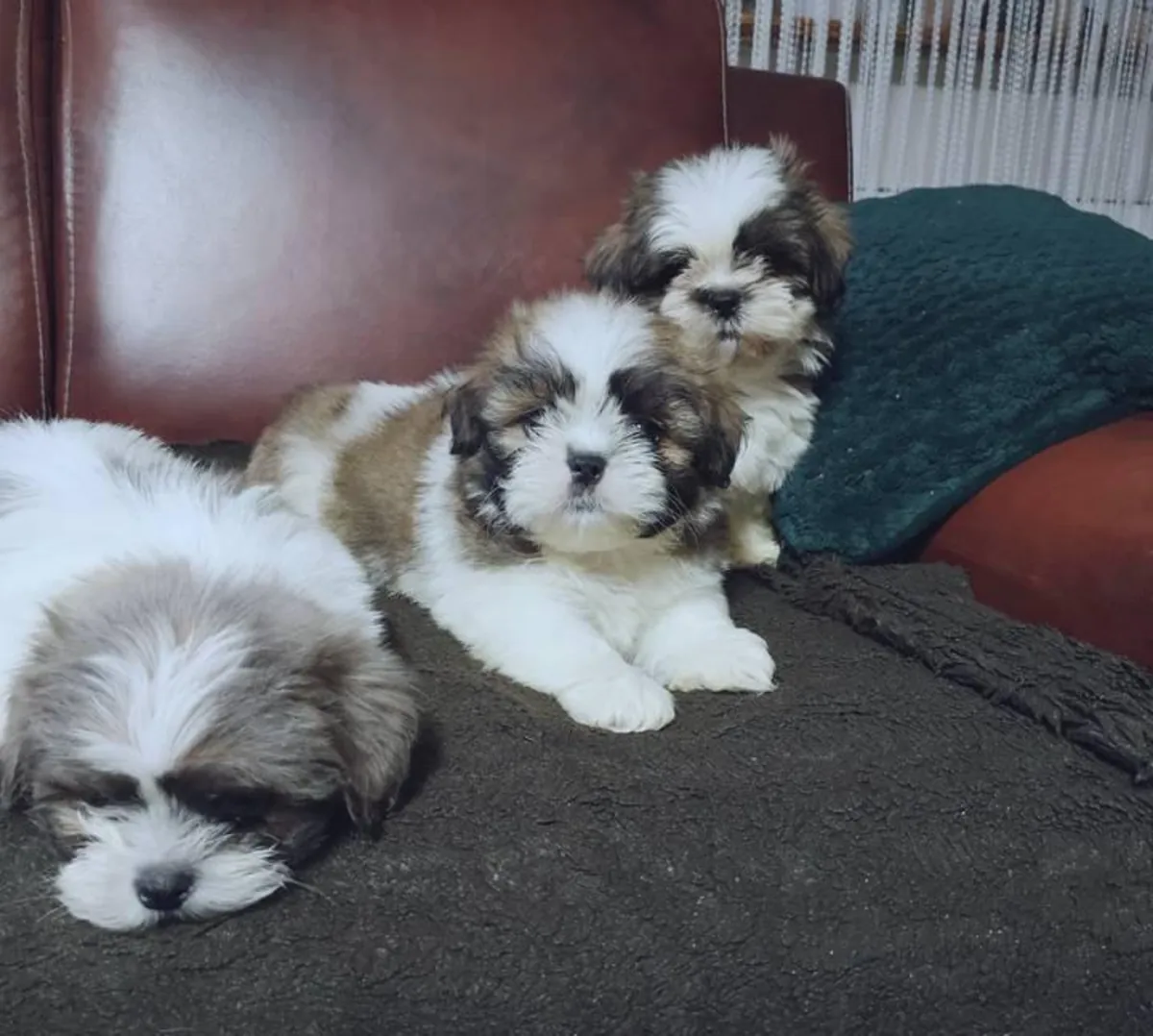 Cachorros Shih-Tzu machos y hembras disponibles.