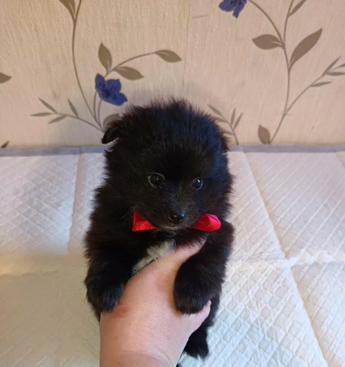 Cachorros de Pomerania disponibles.