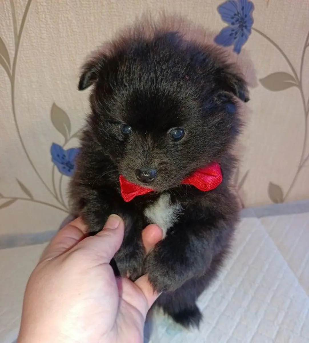 Cachorros de Pomerania disponibles.