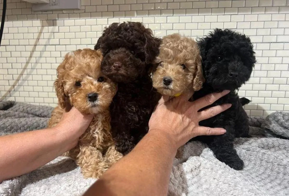 Sahiplendirilmeyi bekleyen Poodle yavruları