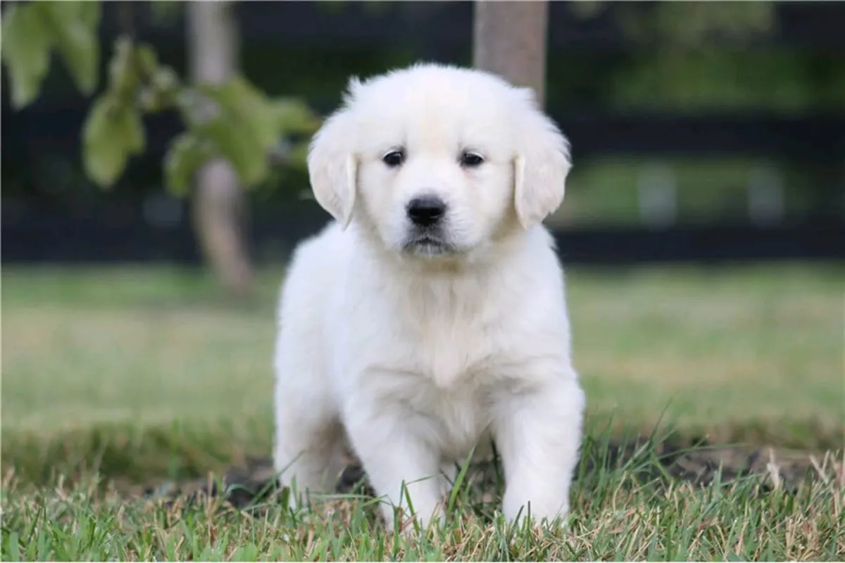 金毛幼犬等待领养。