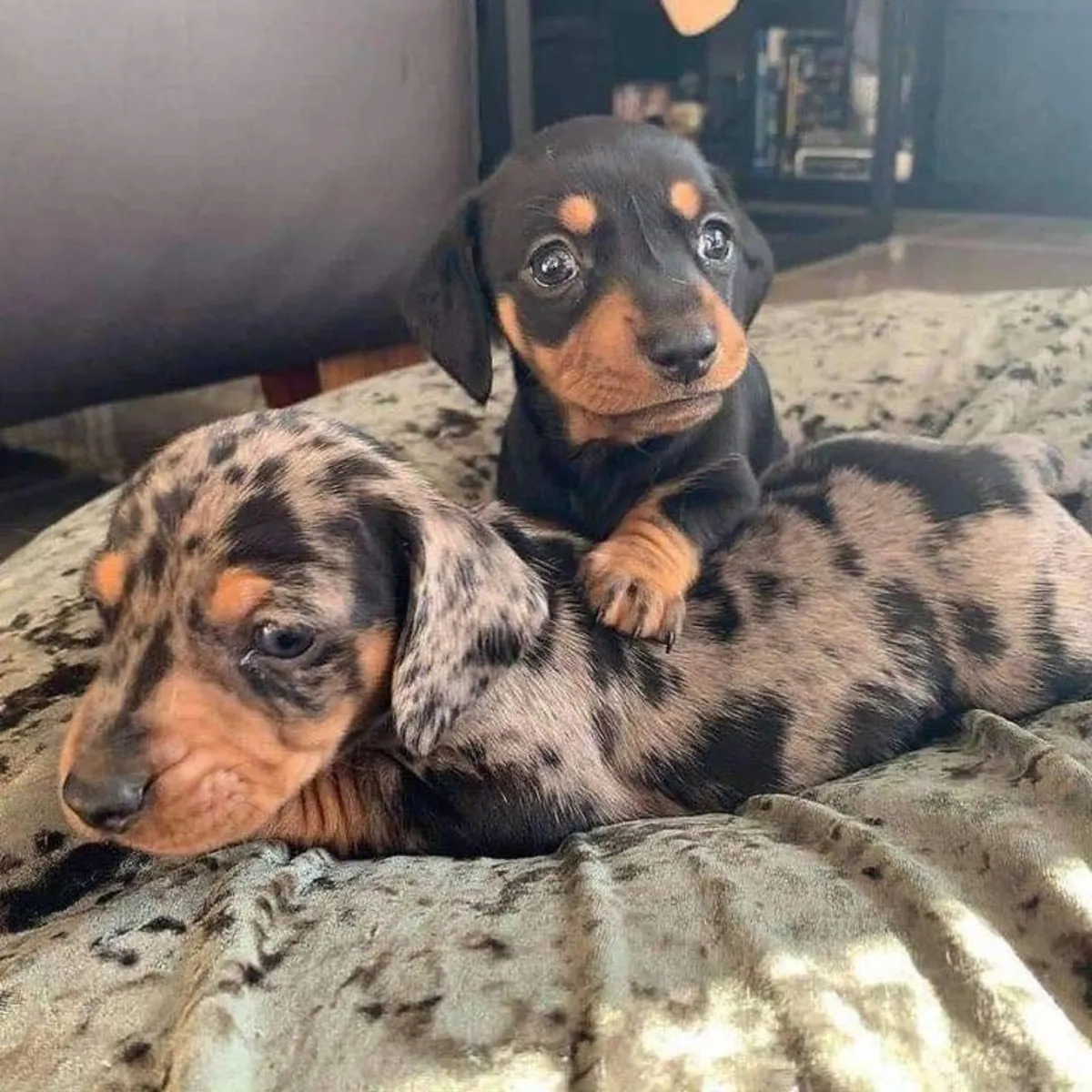Hediye Dachshund yavrularımız mevcut