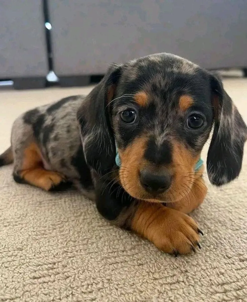 Hediye Dachshund yavrularımız mevcut