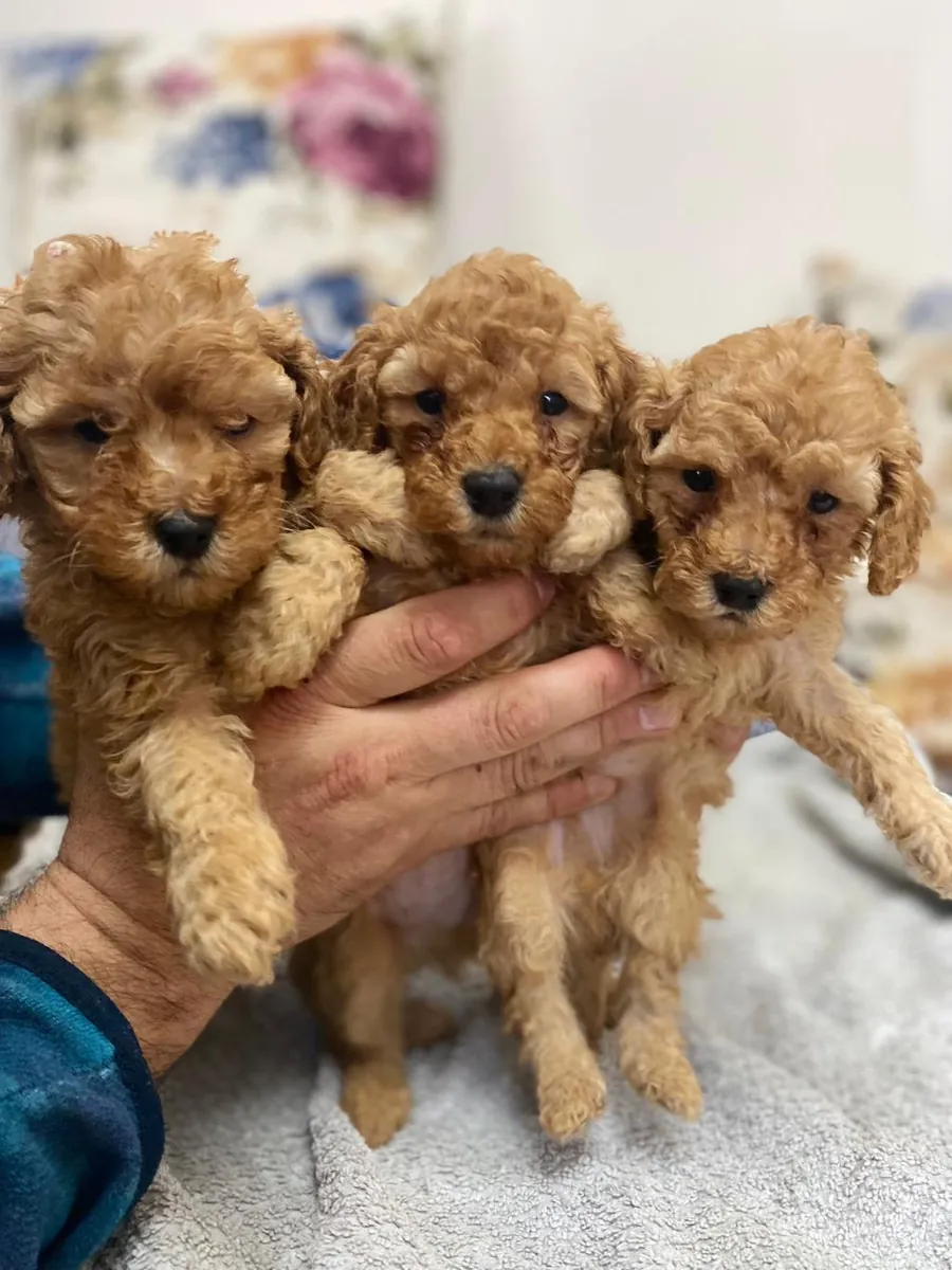 ¡Adorables cachorros de caniche esperan ser adoptados!