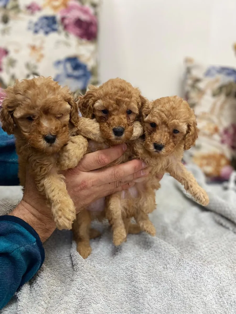 ¡Adorables cachorros de caniche esperan ser adoptados!