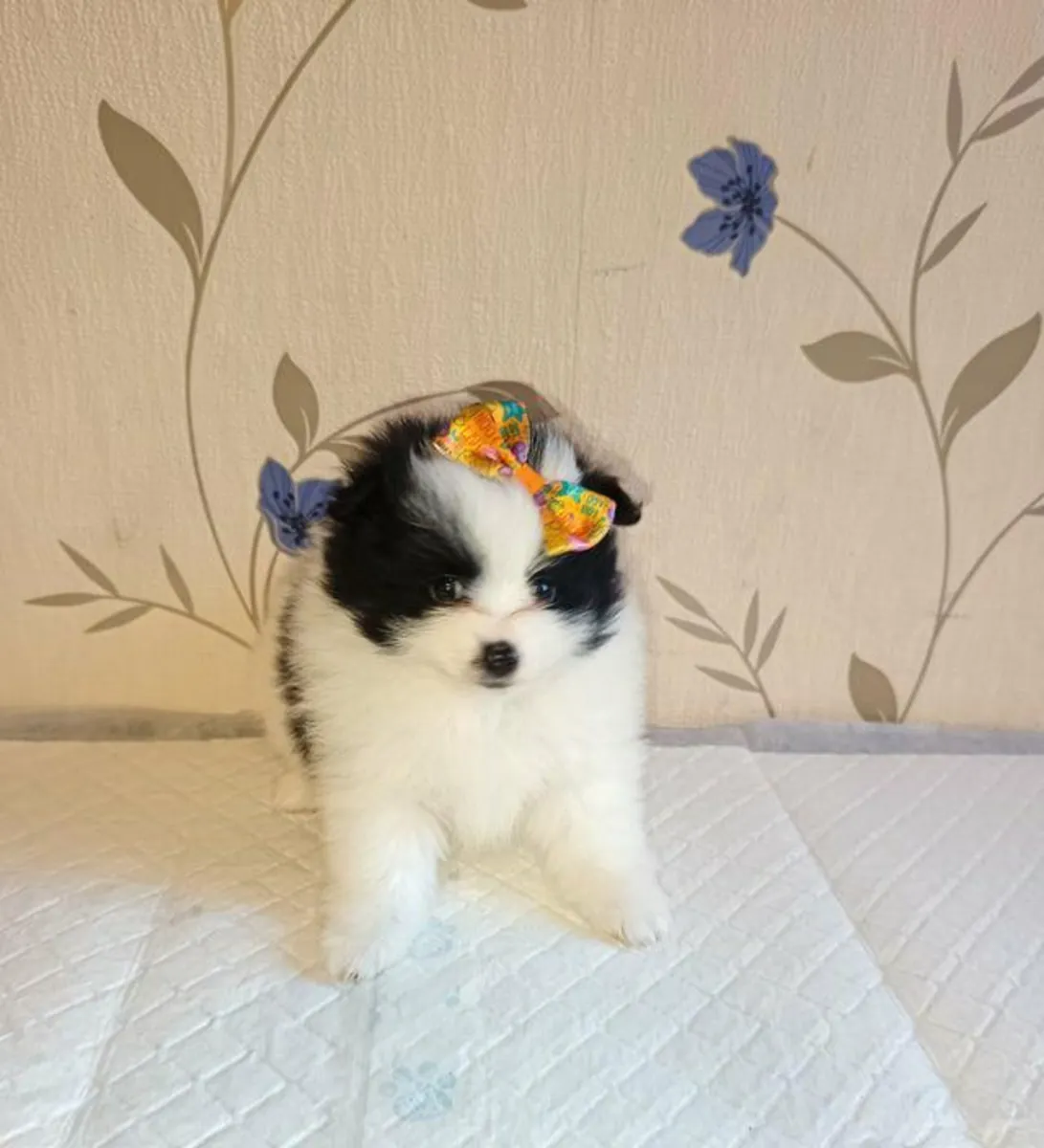 Ücretsiz erkek ve dişi Pomeranian yavruları