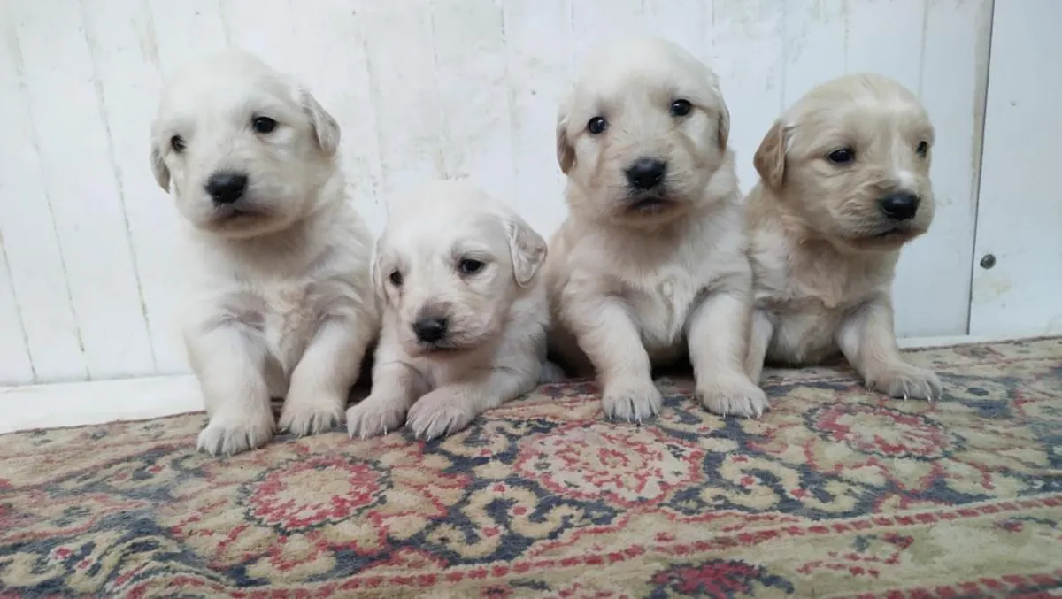 待领养的金毛幼犬（雌雄均有）