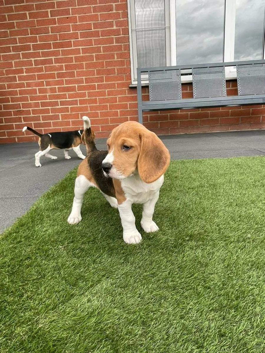 Male and female Beagle puppies are given away as gifts.