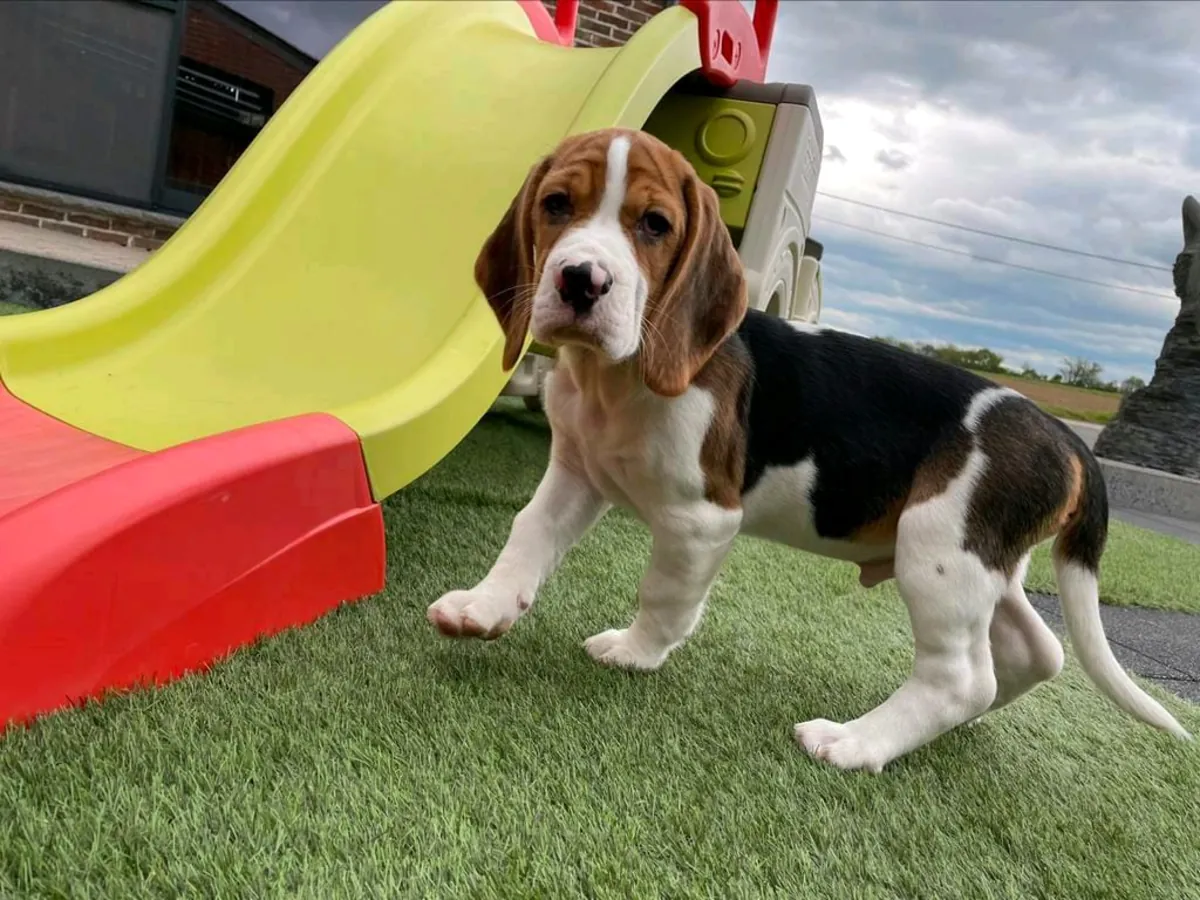 Male and female Beagle puppies are given away as gifts.