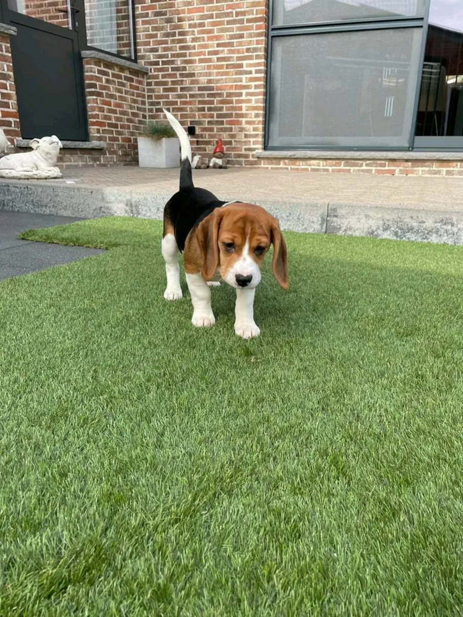 Male and female Beagle puppies are given away as gifts.