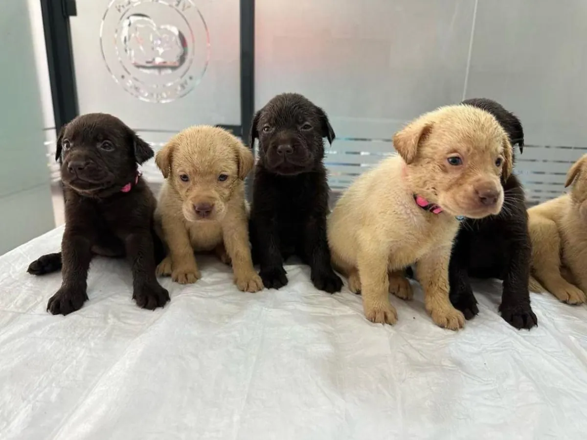雄性和雌性拉布拉多幼犬被作为礼物赠送。