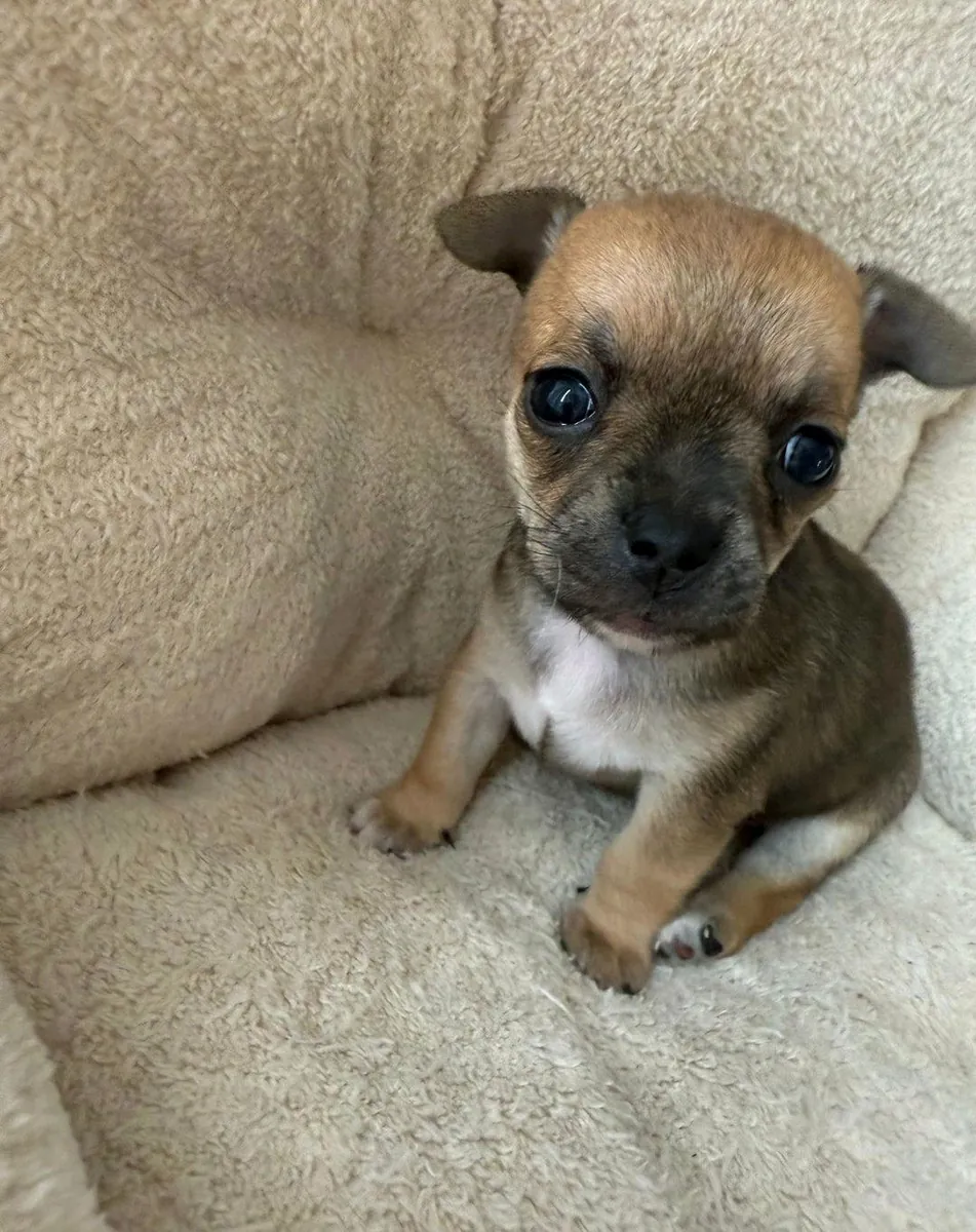 Des chiots Chihuahua mâles et femelles sont offerts en cadeau.