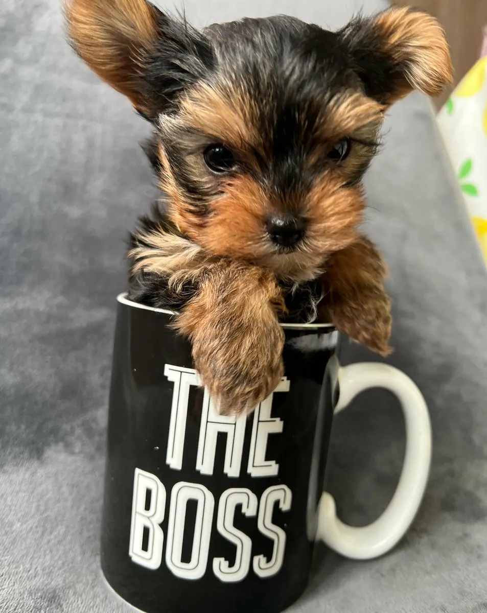 Erkek ve dişi Yorkshire Terrier yavruları hediye olarak veriliyor.