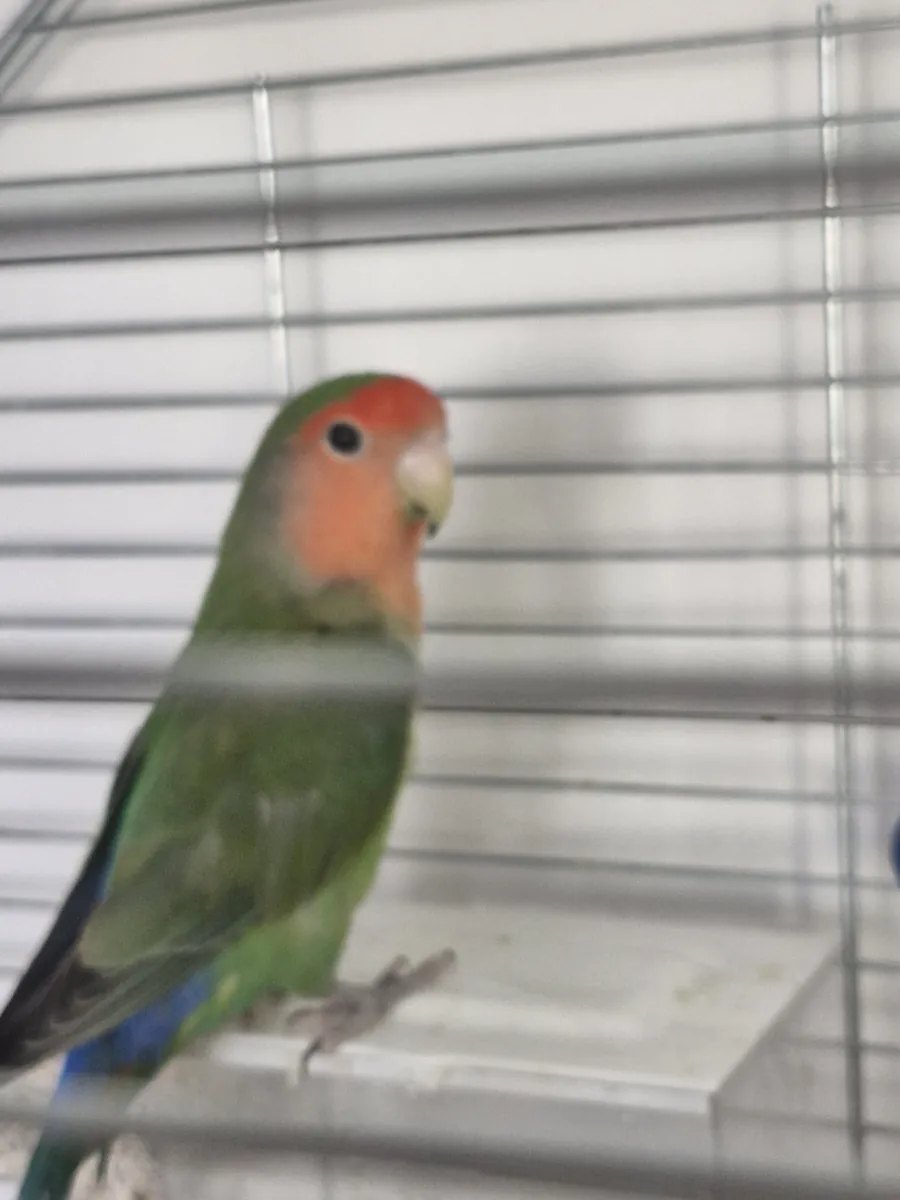 Loro del amor