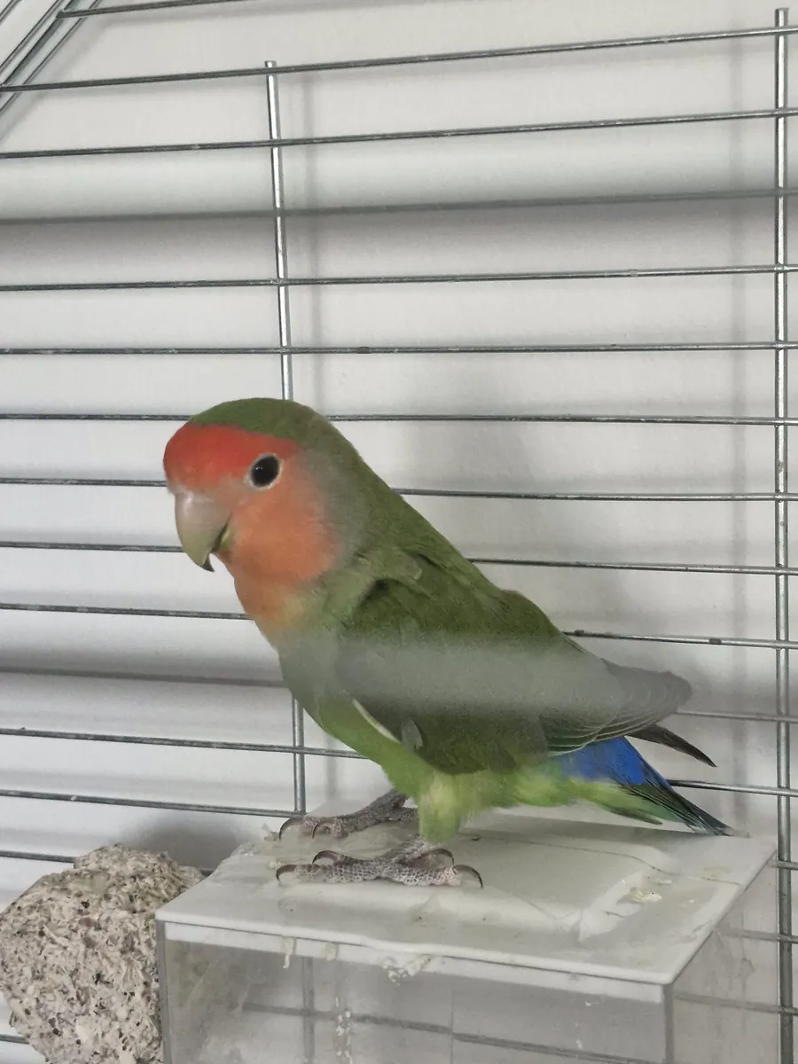 Loro del amor