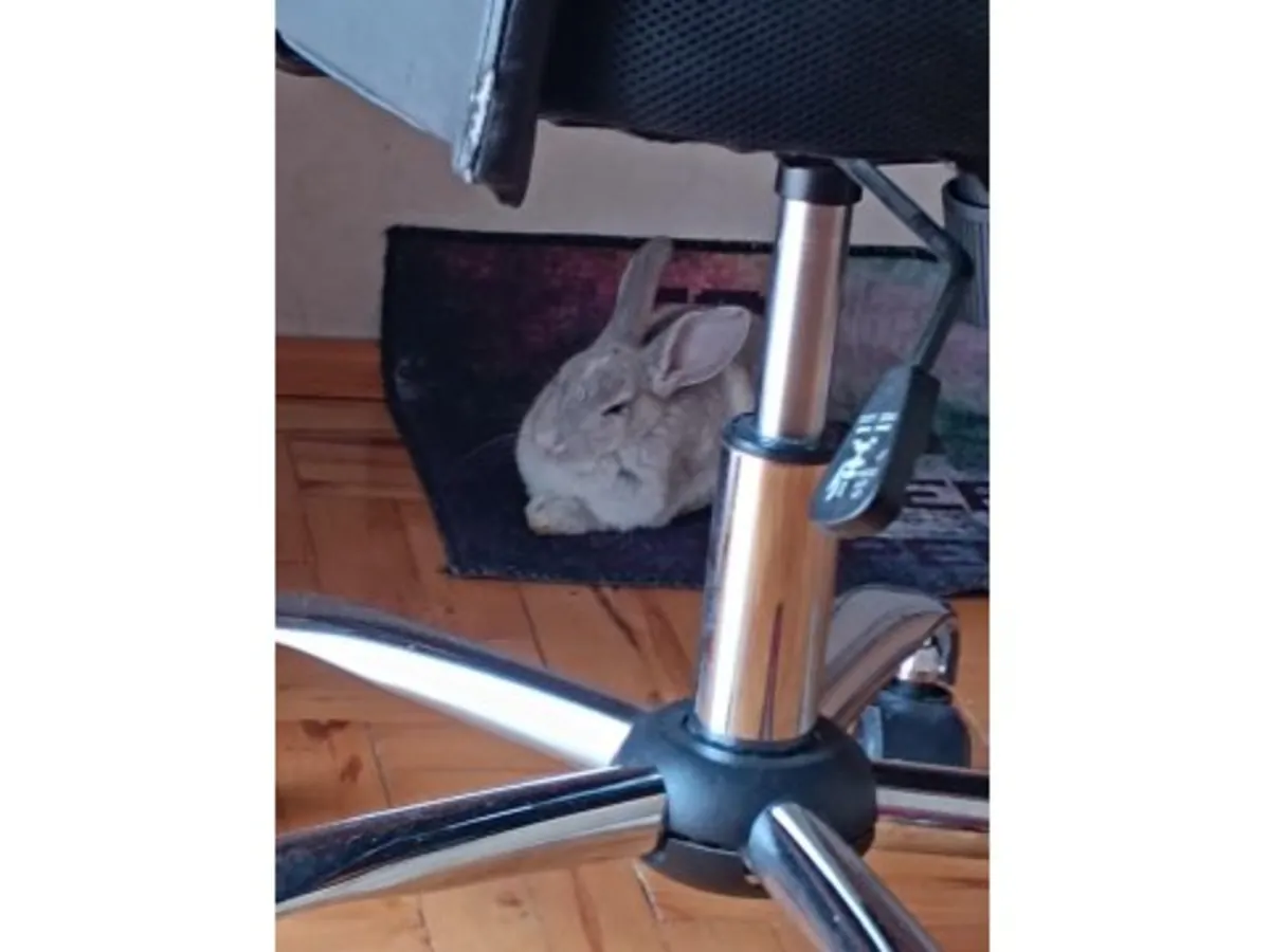 Mi conejita Kiki (hembra)