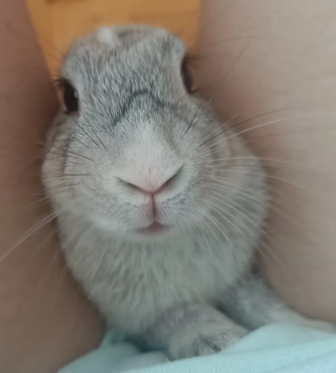 Mi conejita Kiki (hembra)