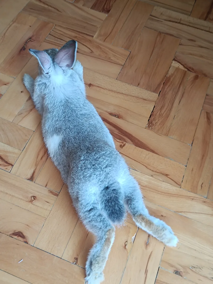 Mi conejita Kiki (hembra)
