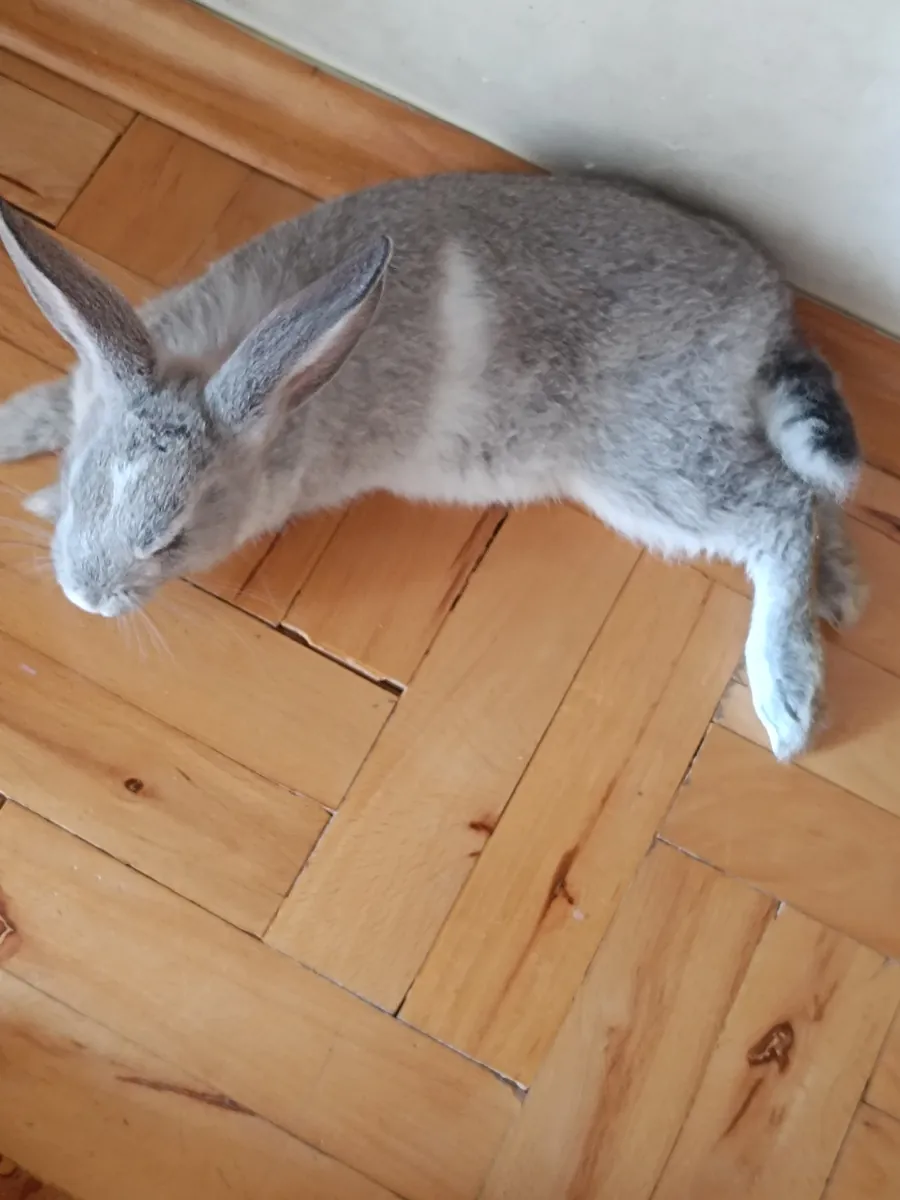 Mi conejita Kiki (hembra)