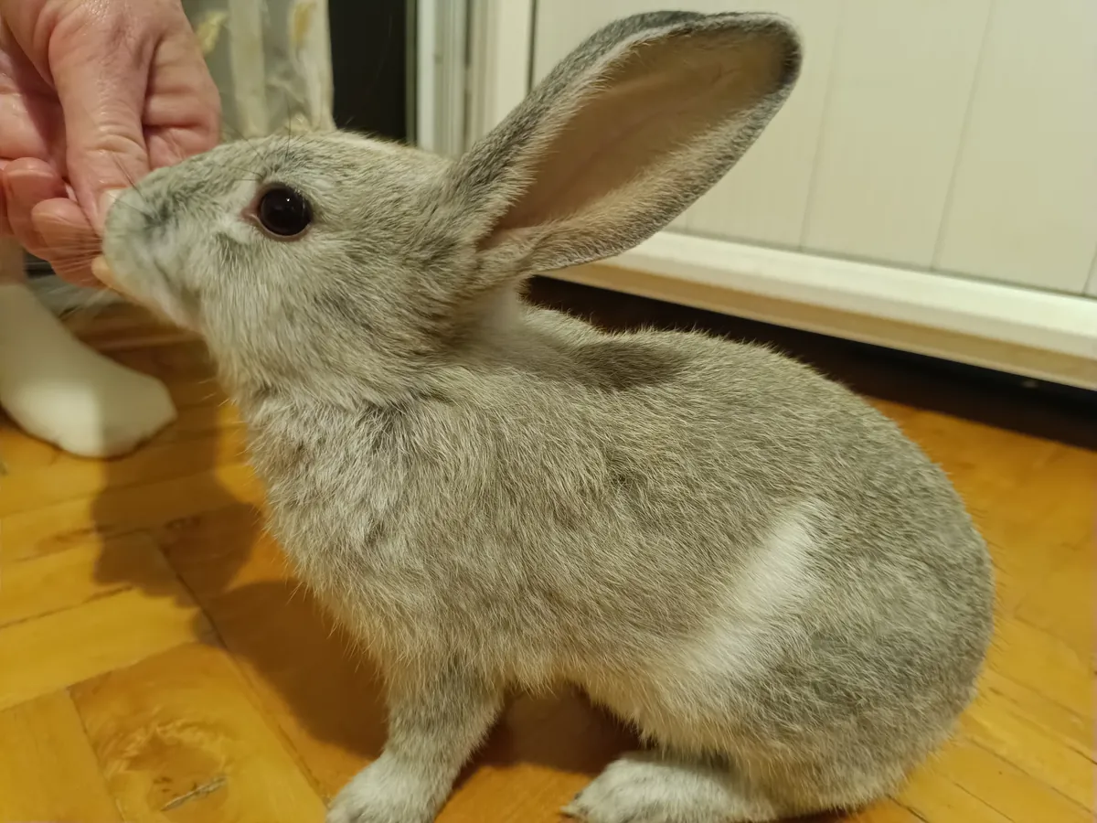 Mi conejita Kiki (hembra)