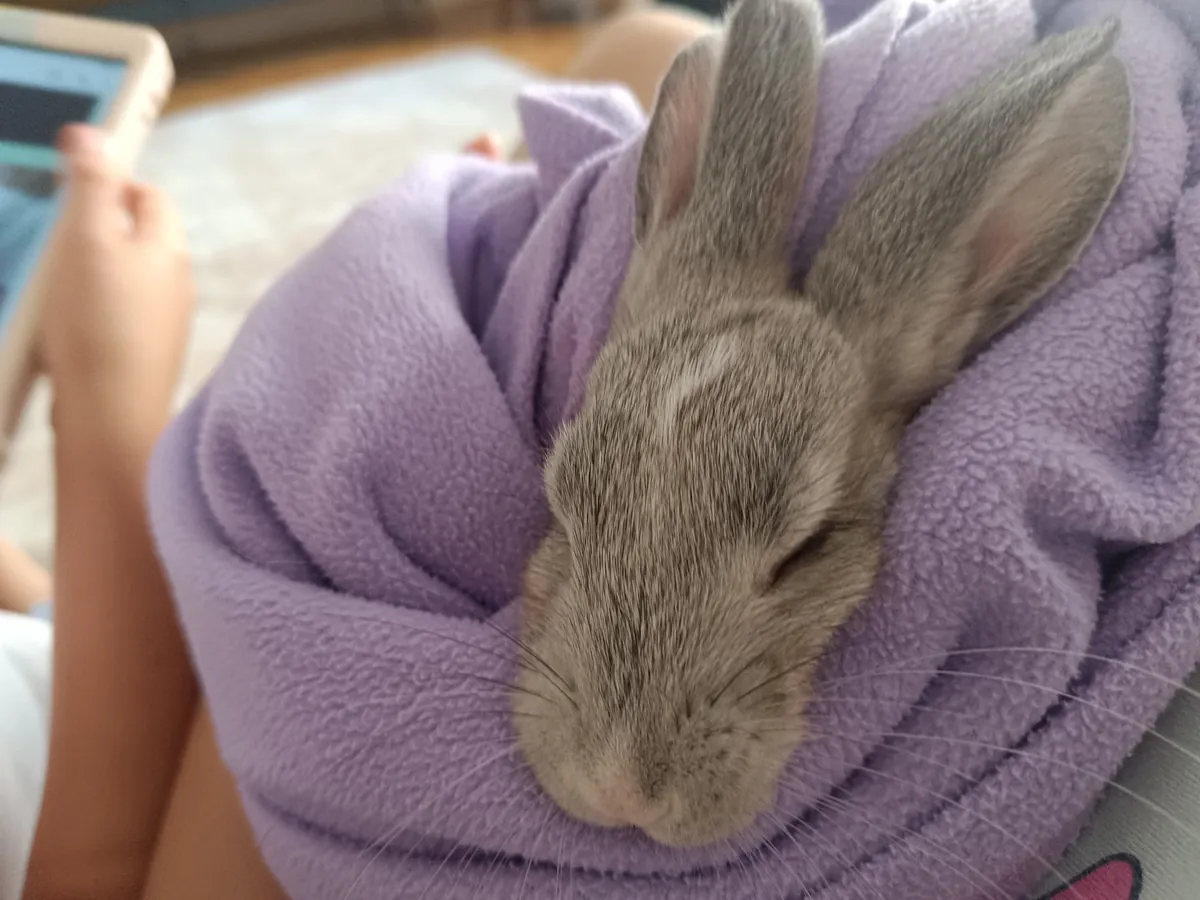 Mi conejita Kiki (hembra)