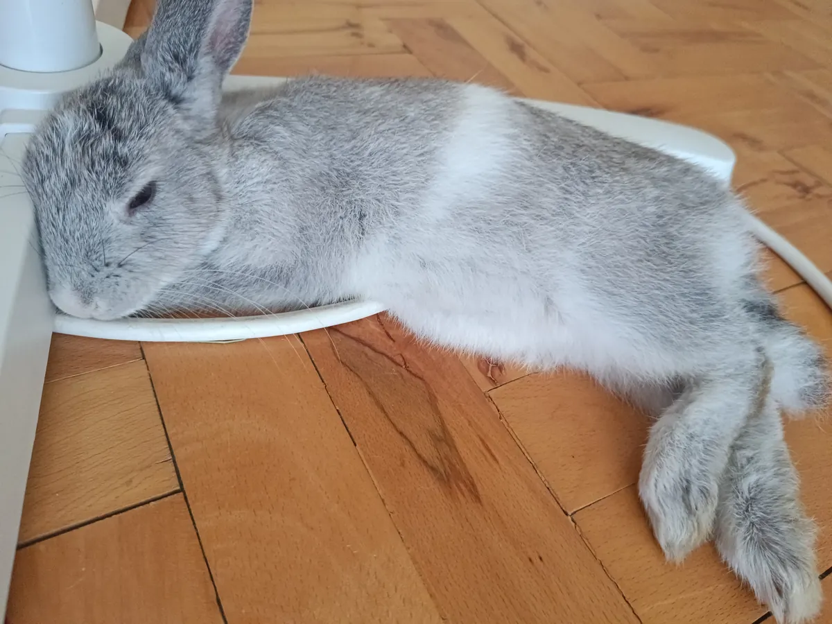 Mi conejita Kiki (hembra)