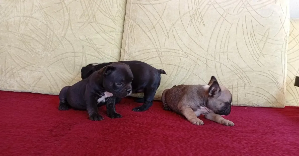 Cachorros de bulldog francés muy lindos