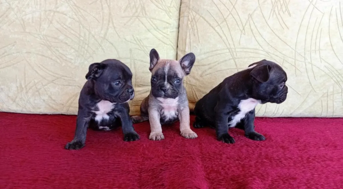 Cachorros de bulldog francés muy lindos