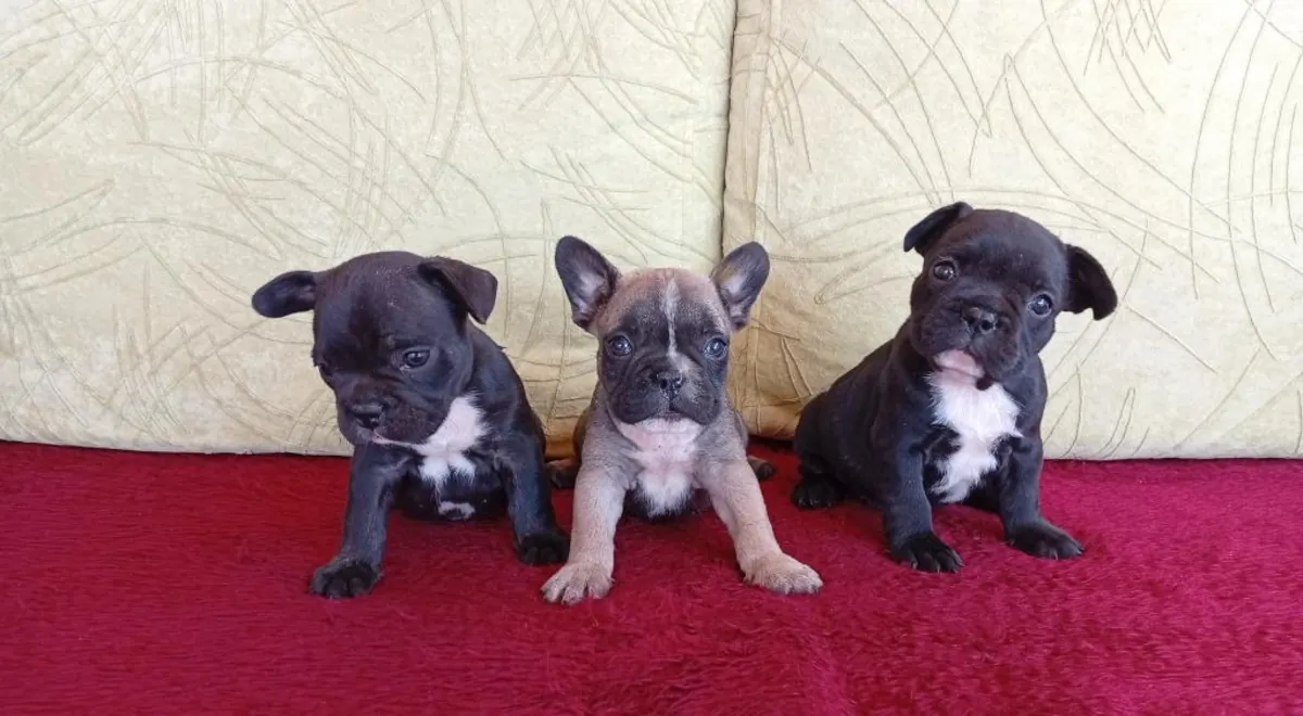 Cachorros de bulldog francés muy lindos
